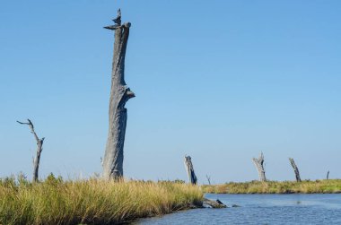 Louisiana sahilindeki ölü ağaçlar Tuzlu Su İhlali, Subsidence ve Küresel Isınma nedeniyle
