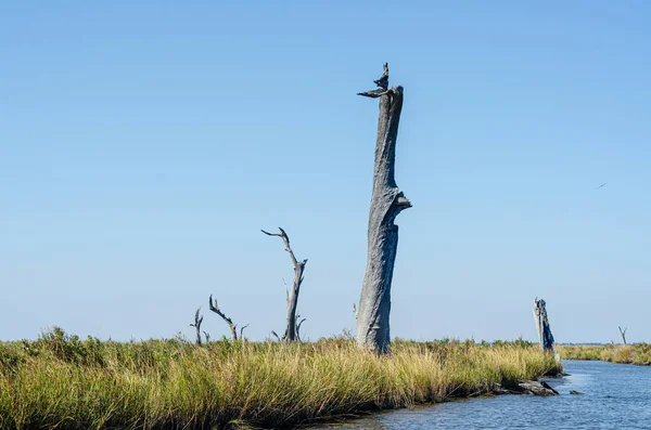 Dead Trees Louisiana Coast Salt Water Intrusion Subsidence Rising Seas — Stock Photo, Image