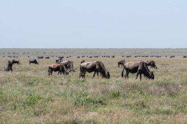 Tanzanya 'daki büyük göç sırasında Serengeti' de otlayan antilop sürüsü