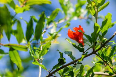 İlkbaharda New Orleans, Louisiana, ABD 'de yeşeren tek bir nar çiçeği.