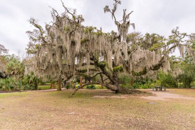 City Park, New Orleans, Louisiana 'da canlı meşe ağacı