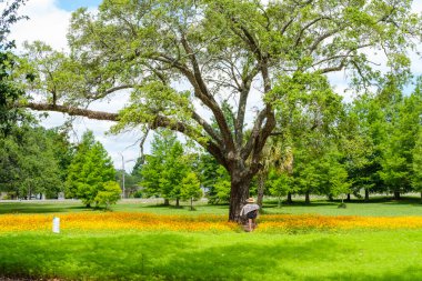 NEW ORLEANS, LA, ABD - 5 Mayıs 2020: Şehir parkındaki kır çiçekleri tarlasında bir ağaca doğru yürüyen kadın