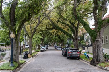 NEW ORLEANS, LA, ABD - 7 Nisan 2019: Oak Tree, Bayou St. John yakınlarındaki Harding Caddesi 'nde.