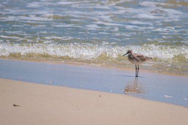Willet, Meksika Körfezi kıyısında, Alabama Körfezi 'nde duruyor.