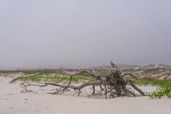 美国阿拉巴马州墨西哥湾沿岸沙丘上的枯树 背景多雾 — 图库照片