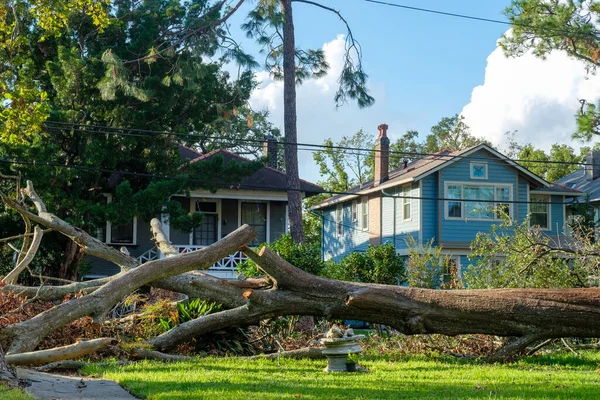 New Orleans Estados Unidos Septiembre 2021 Gran Árbol Caído Del —  Fotos de Stock