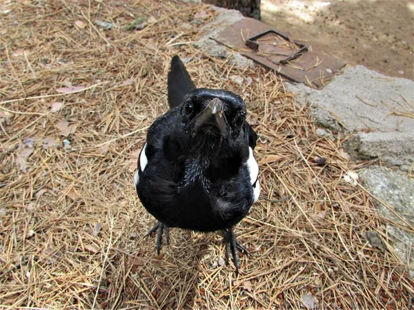 birds set free seeking for food