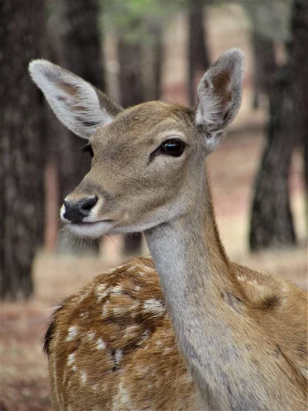 Rothirsche Freier Natur — Stockfoto