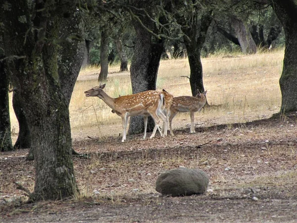 Κόκκινα Ελάφια Στην Ανοικτή Φύση — Φωτογραφία Αρχείου