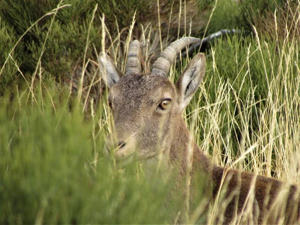 Cabras Salvajes Conscientes Los Depredadores — Foto de Stock