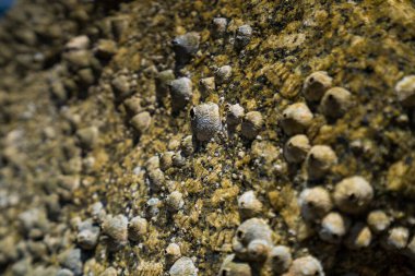 Sahildeki kayaların detayları. İnanılmaz kabuklu taşların dokusu, canlı yengeçlerin bulunduğu keskin resifler.