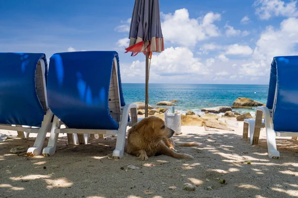 Der Alte Labrodorhund Liegt Schatten Neben Den Liegestühlen Auf Dem — Stockfoto