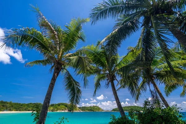 两棵棕榈树 背景是蓝色的泻湖和被阳光映照的雪白的海滩 — 图库照片