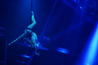 Esnek genç kadın hava gösterisi yapıyor, mavi ışık, esnek bölünmüş sirk gösterisi. Esneyen kadınlar. Jimnastikçi baş aşağı, esnek sırt