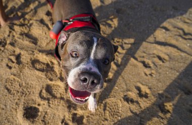 Kumsaldaki güzel köpek. Yüksek kalite fotoğraf