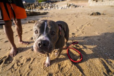 Kumsaldaki güzel köpek. Yüksek kalite fotoğraf