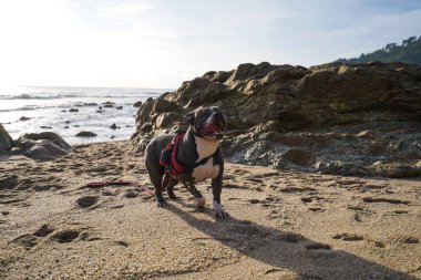 Kumsaldaki güzel köpek. Yüksek kalite fotoğraf