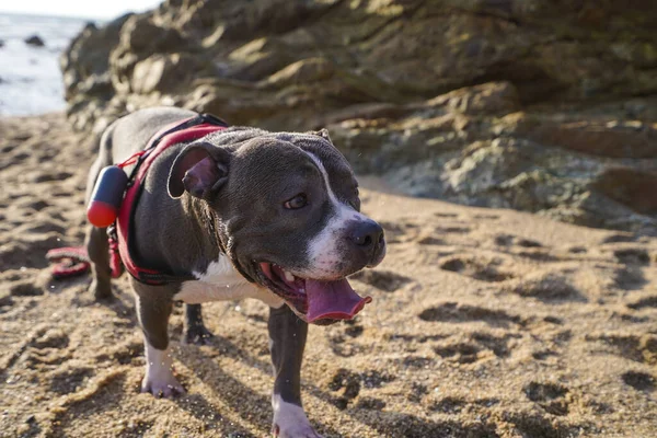 Kumsaldaki güzel köpek. Yüksek kalite fotoğraf