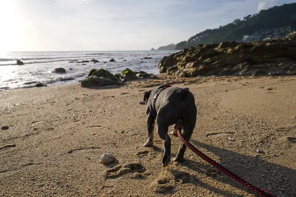 Kumsaldaki güzel köpek. Yüksek kalite fotoğraf