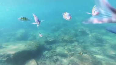 Suyun altında yüzen bir balık