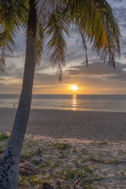 Sahilde, arka planda deniz olan güzel günbatımı günbatımının önünde palmiye yaprağının yakın çekimi. Yüksek kalite fotoğraf