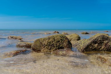Açık denizde mercanlarla kaplı bir taş.