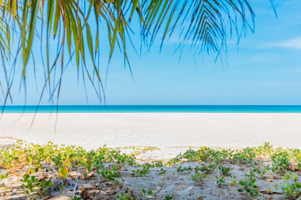 Trópusi strand fehér homokkal és türkiz tengerrel. A fényképet pálmalevelek keretezik. Nyári vakáció és a természet utazás kaland koncepció. — Stock Fotó