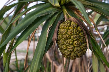 Yakın çekim tropikal ağaç pandanus odoratissimus meyvesi Tayland 'da gün batımında