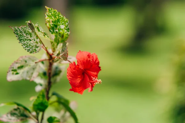 Hibiscus ya da Hibiscus çiçeği tropikal bahçede, yeşil arka plan, fotokopi alanı. tropik konsept
