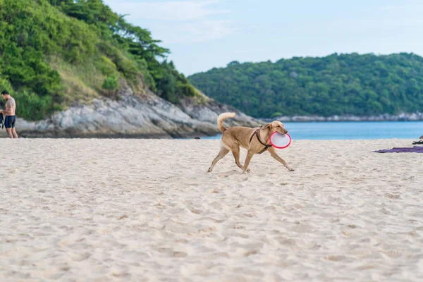 Köpek kumlu sahilde hızla koşuyor ve ağzında pembe oyuncak tabağı tutuyor. Açık havada köpekle aktif oyunlar ve spor.
