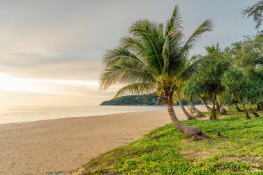 Gün batımında bej gökyüzüne karşı yeşil hindistan cevizi palmiyeleri. Yaz tatili ve doğa yolculuğu macera konsepti. Boşluğu kopyala