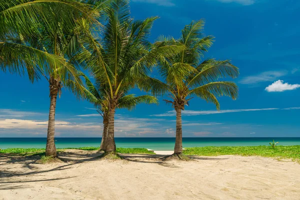 Drei große Kokospalmen an einem weißen Sandstrand. Sommerurlaub und Naturerlebniskonzept. — Stockfoto