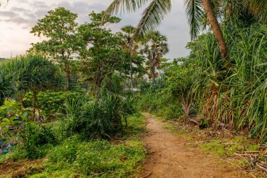 Orman yağmur ormanlarında doğal bir yol. Çalılıkların ve palmiyelerin arasından. Doğa arkaplanı