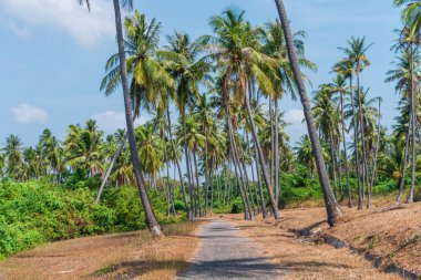 Yüksek hindistan cevizi palmiyeleriyle ormanda yürüyorum. Parlak güneşli bir gün. Yaz tatili ve doğa yolculuğu macera konsepti.