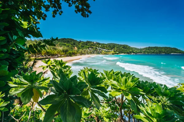 Green leaves on blured background on tropical beach and big waves. Summer vacation and nature travel adventure concept.. Summer composition. High quality photo