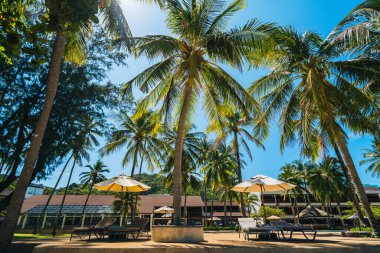 Beach chairs with an umbrella under beautiful coconut palm trees in sunny day . Summer vacation and nature travel adventure concept.
