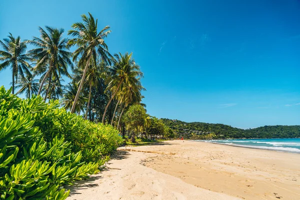 Pálmafák egzotikus trópusi tengerparton és kék tenger Phuket. Nyári vakáció és trópusi strand koncepció. — Stock Fotó