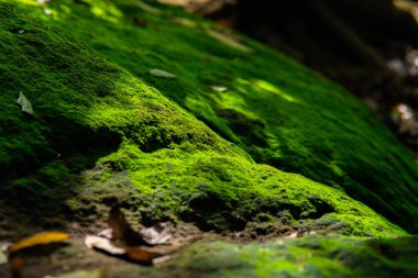 close up moss texture in sunlight, Minimal summer exotic concept with copy space. High quality photo