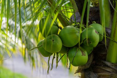 Clusters of green coconuts close-up hanging on palm tree. High quality photo