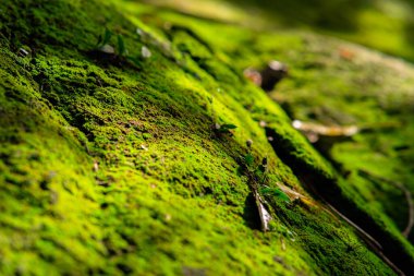 blured close up moss texture in sunlight, Minimal summer exotic concept with copy space. High quality photo