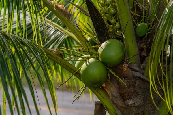 Trauben Grüner Kokosnüsse Großaufnahme Die Palmen Hängen Foto Hoher Qualität — Stockfoto