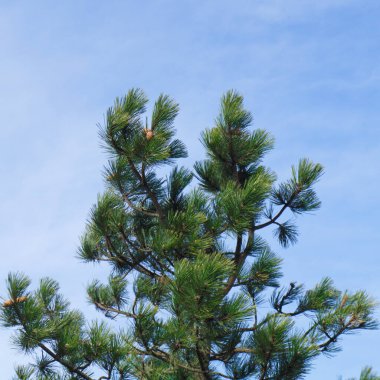 Mavi gökyüzünün arka planında Evergreen çamı