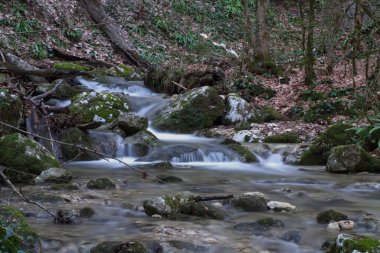 Küçük su duvarları olan bir orman manzarası.