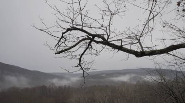 Ormanda bir ağaç brançı