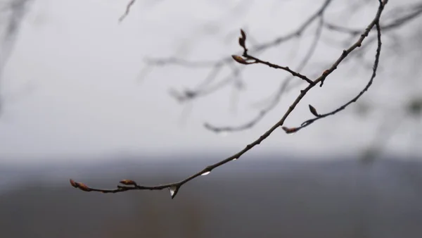 Ein Zweig Des Baumes — Stockfoto