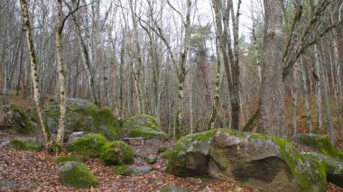 Küçük orman çayırı, yosunlu taşlar.