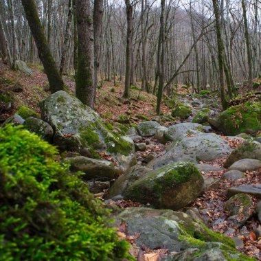 Orman deresinin büyük taşları