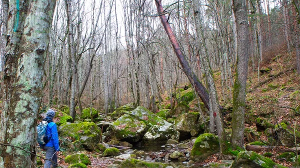 Touriste Solitaire Près Ruisseau Forestier — Photo