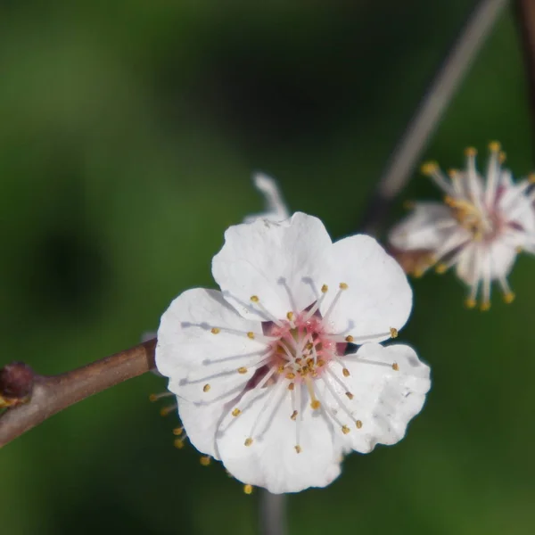 苹果五角的白花 — 图库照片