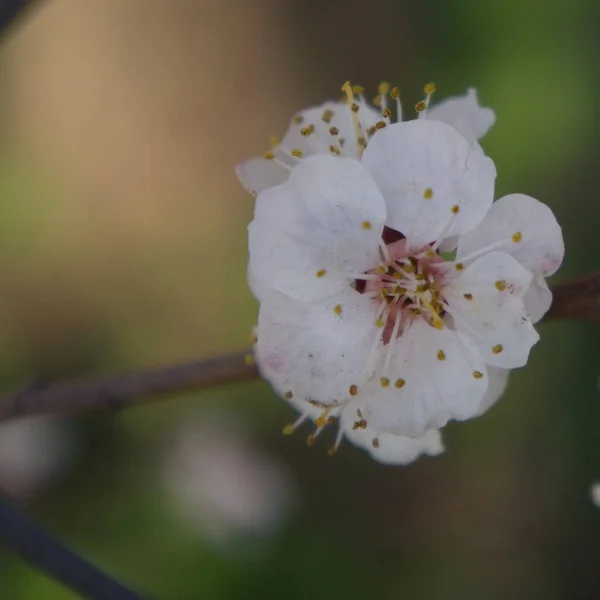 苹果五角的白花 — 图库照片